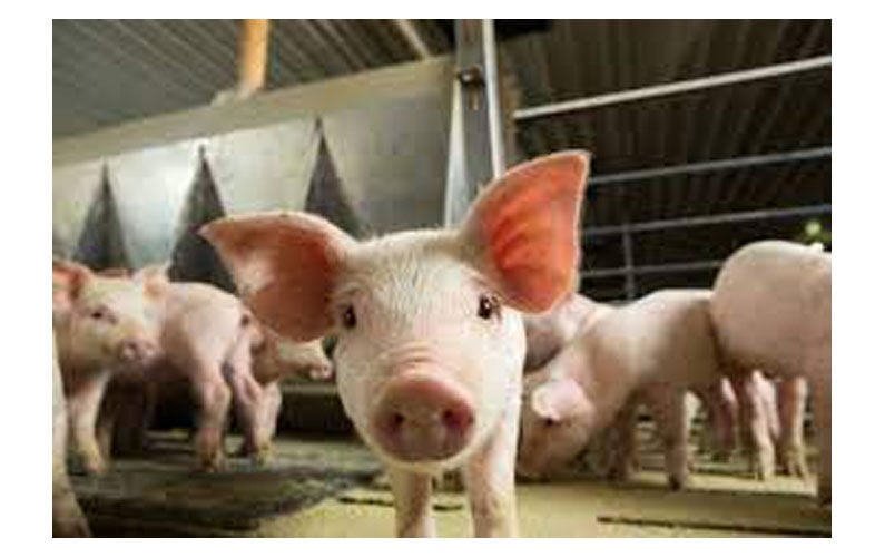 pig